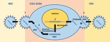 HIV-Replikation/Vermehrung