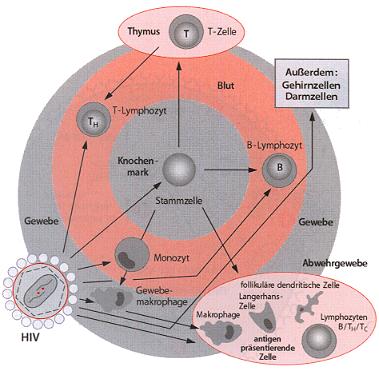 Abbildung der Zielzellen fr HIV